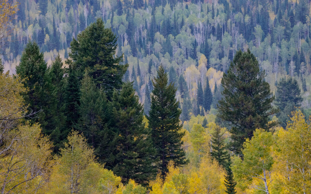 Fiber Internet Expansion from Preston to Mink Creek